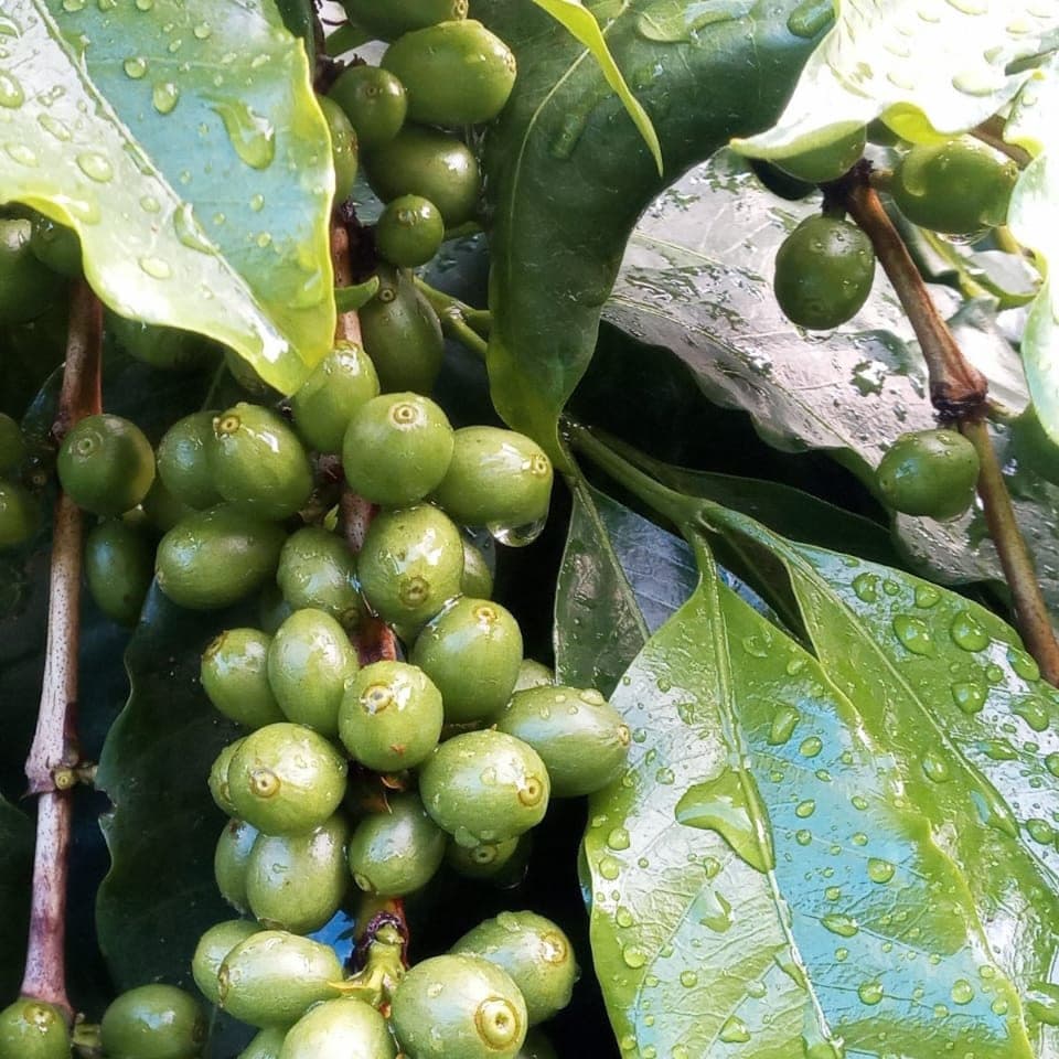 Unripe, green voffee cherry growing in Minas de Mantiqueria, Brazil.