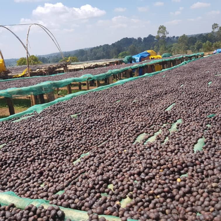 Natural coffee cherry drying at Dikitu Coffee Washing Station, Dimtu, Guji Zone.