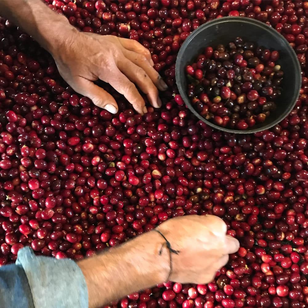 A worker removing under/over ripe coffee cherry in Colombia, before processing and then sending to Cata Export.