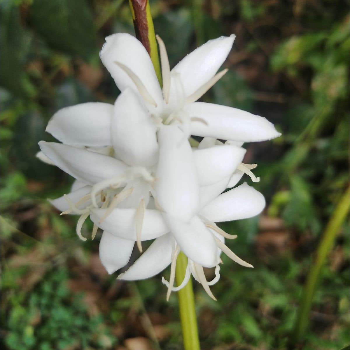 Picture of a coffee blossom in Guji, Ethiopia