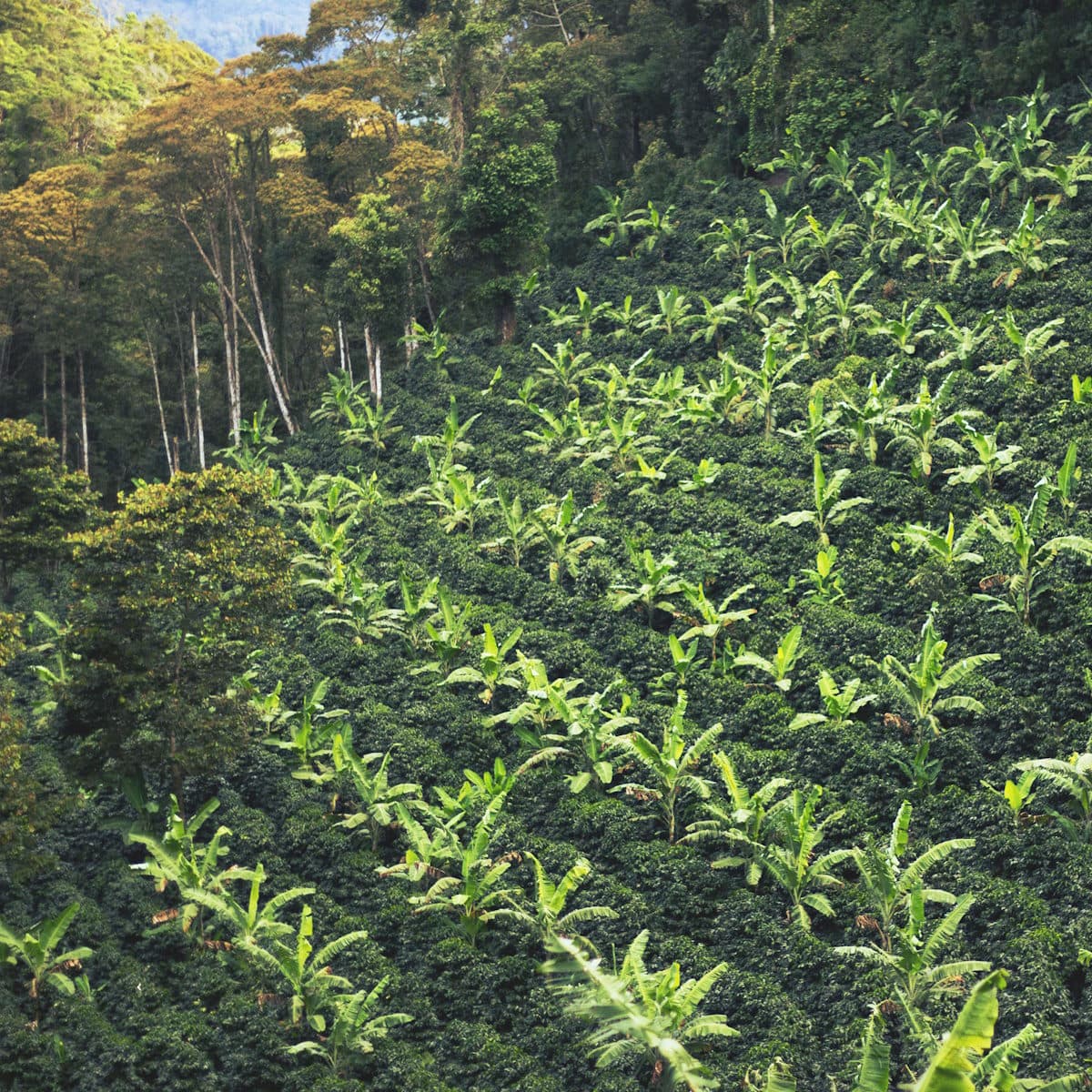 Coffee plants in the nursery on Finca Aurora, part of Sabio Coffee, in Jinotega, Nicaragua.