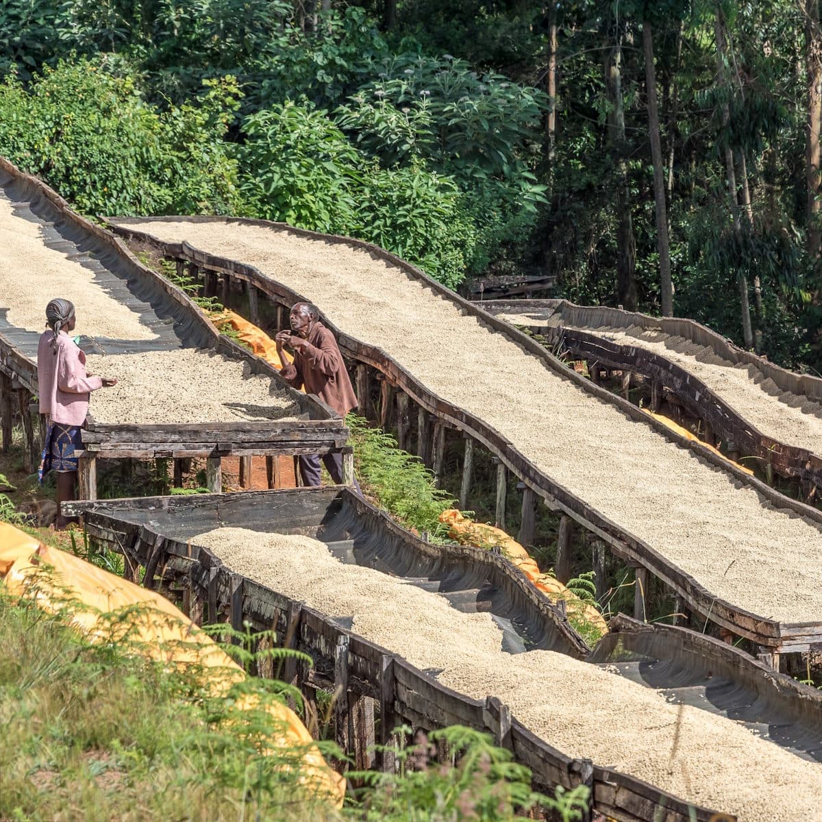 Drying coffee parchment on raised African beds in Barichu locale, Nyeri County, Kenya.