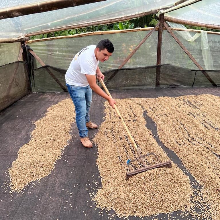 Nestor Lasso raking coffee cherry as it dries on a patio at El Diviso in Pitalito, Huila.