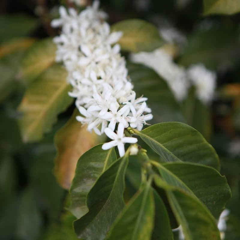 Coffee blossoming on the branch.