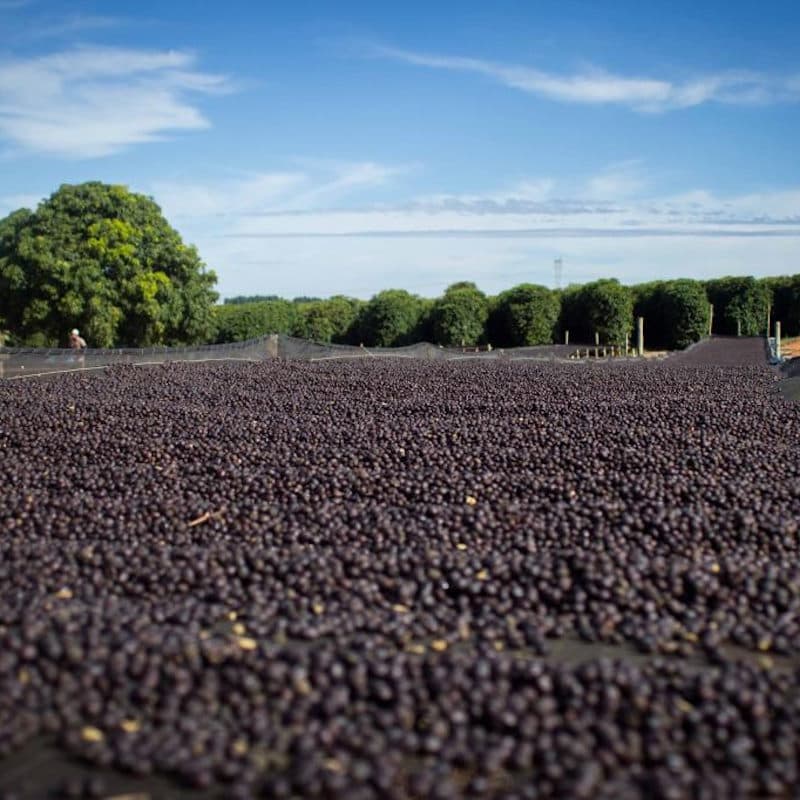 Coffee cherry drying on Sao Silvestre in Minas Gerais, Brazil.